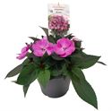 Bild von EJ Impatiens NG P19 Sunpatiens lavender Splash